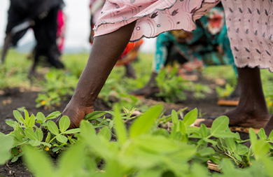 Women farming and VSLAs
